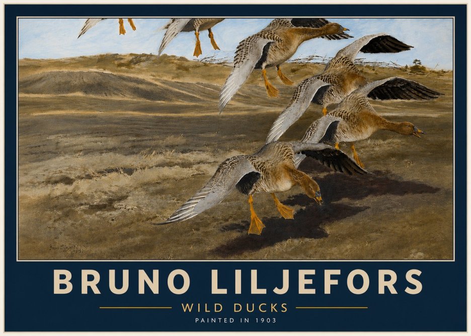 Bruno Liljefors Wild Ducks I No4 - Poszter
