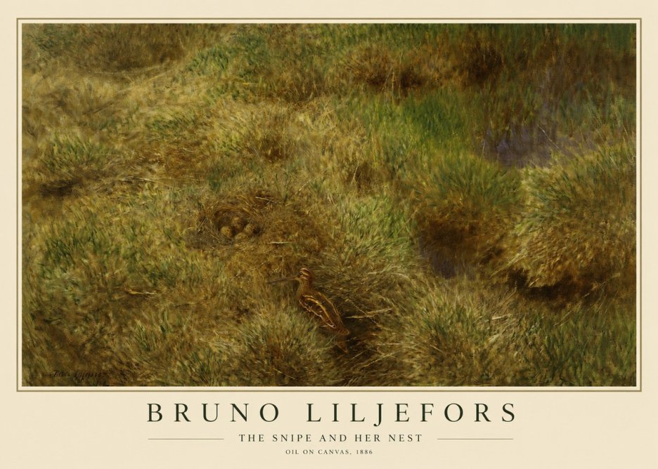 Bruno Liljefors The Snipe and Her Nest No1 - Poszter