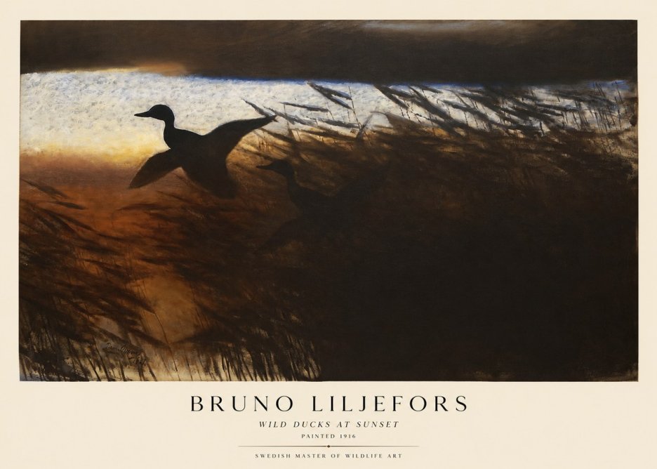 Bruno Liljefors Wild Ducks II No5 - Poszter