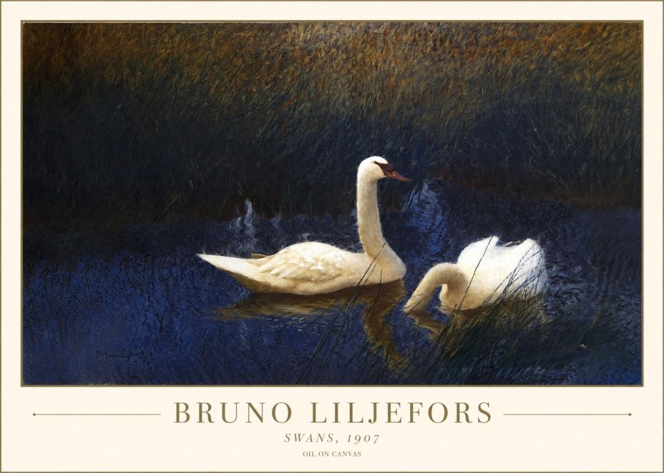 Bruno Liljefors Swans, 1907 No1 - Poszter