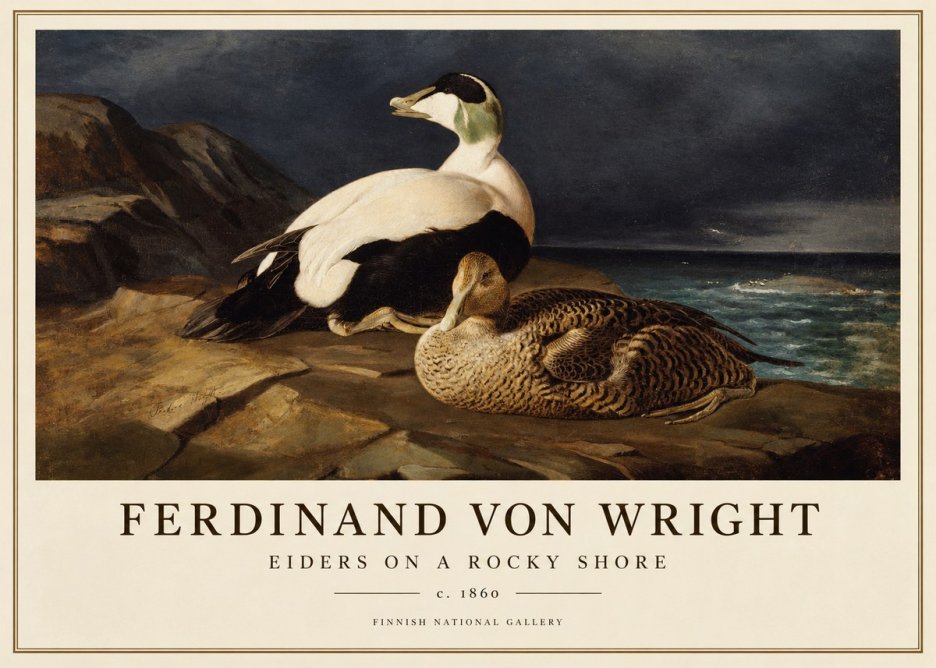 Ferdinand von Wright Eiders on a Rocky Shore No1 - Poszter