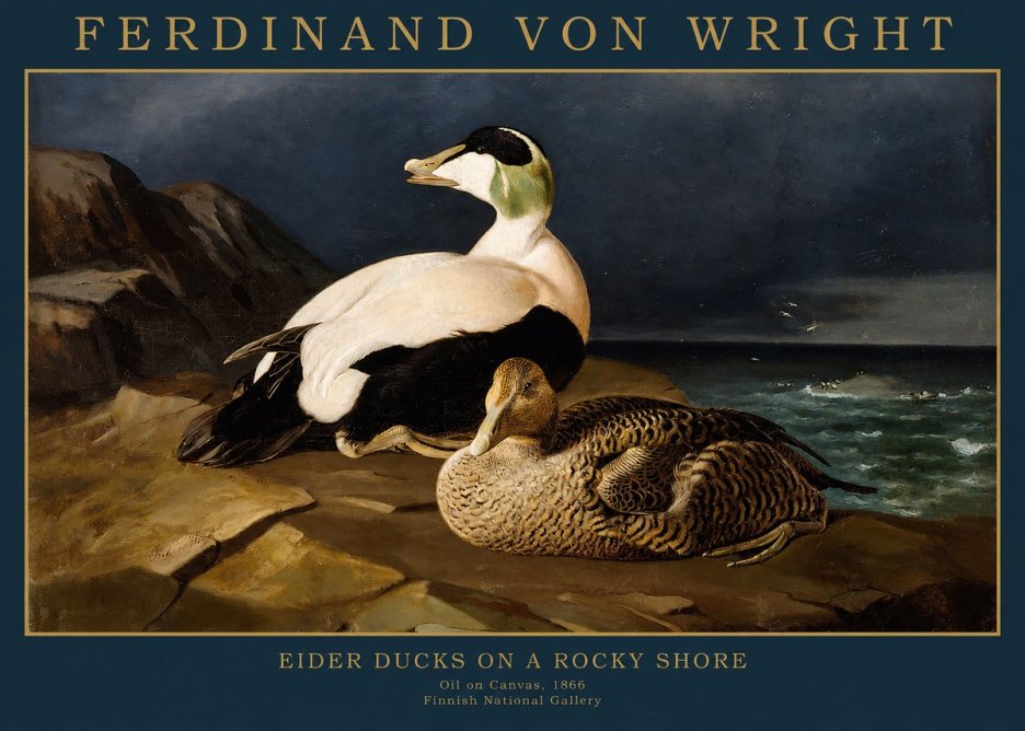 Ferdinand von Wright Eiders on a Rocky Shore No2 - Poszter