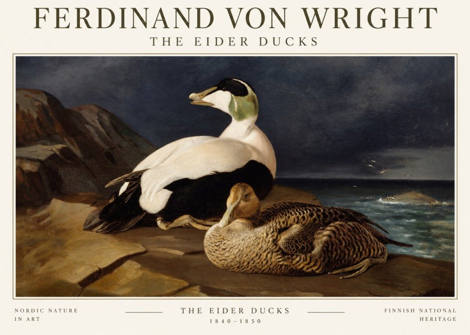 Ferdinand von Wright Eiders on a Rocky Shore No3 - Poszter
