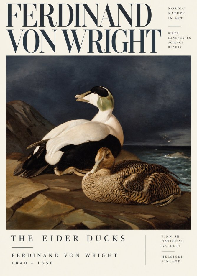 Ferdinand von Wright Eiders on a Rocky Shore No5 - Poszter