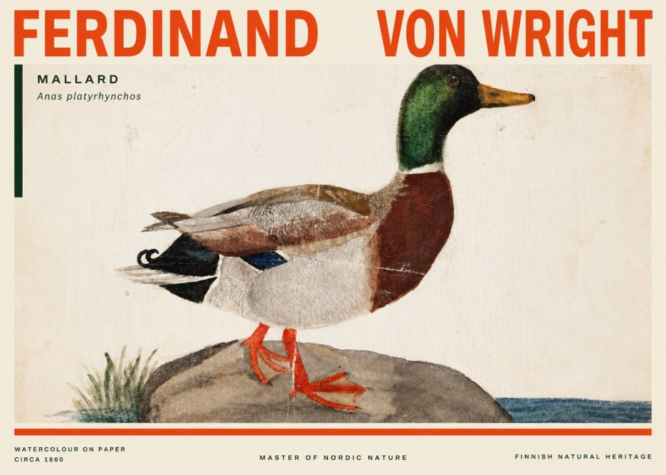 Ferdinand von Wright Mallard (Anas Platyrhynchos) No3 - Poszter