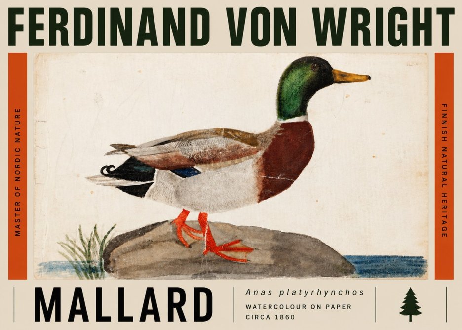 Ferdinand von Wright Mallard (Anas Platyrhynchos) No5 - Poszter