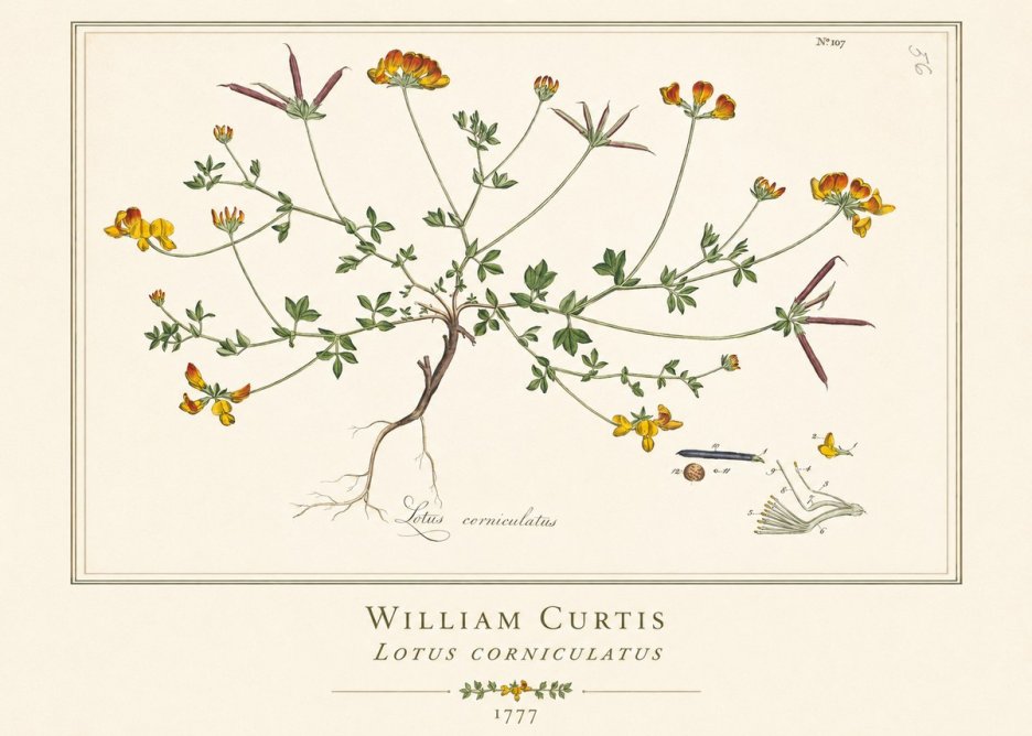 William Curtis Lotus Corniculatus II No1 - Poszter