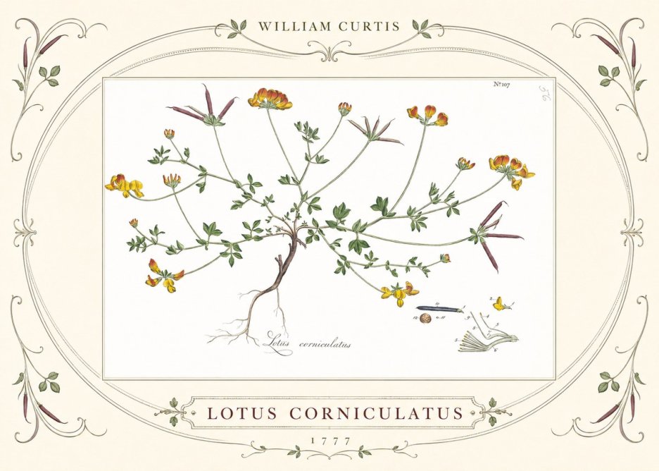 William Curtis Lotus Corniculatus II No3 - Poszter