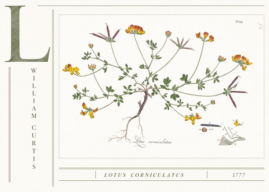 William Curtis Lotus Corniculatus II No4 - Poszter