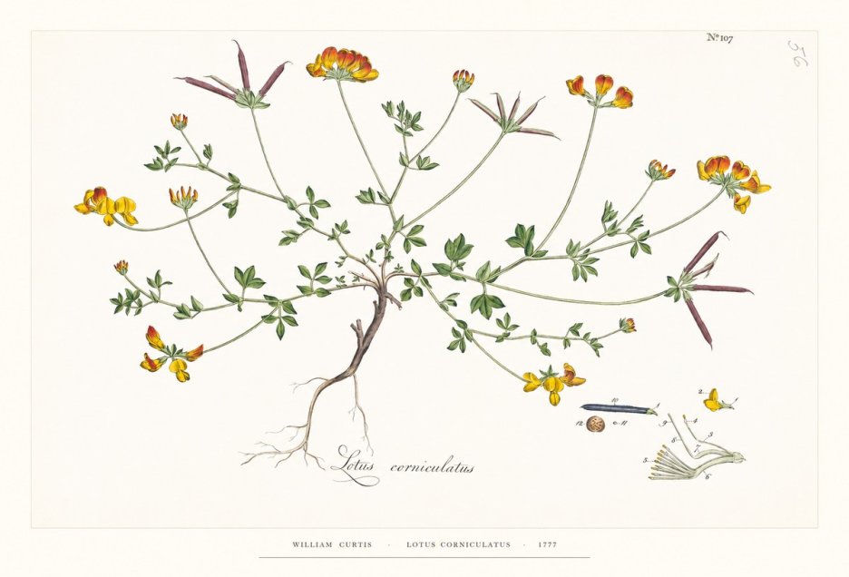 William Curtis Lotus Corniculatus II No6 - Poszter