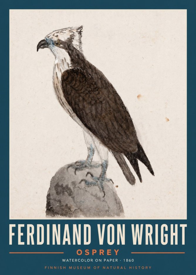 Ferdinand von Wright Osprey No2 - Poszter