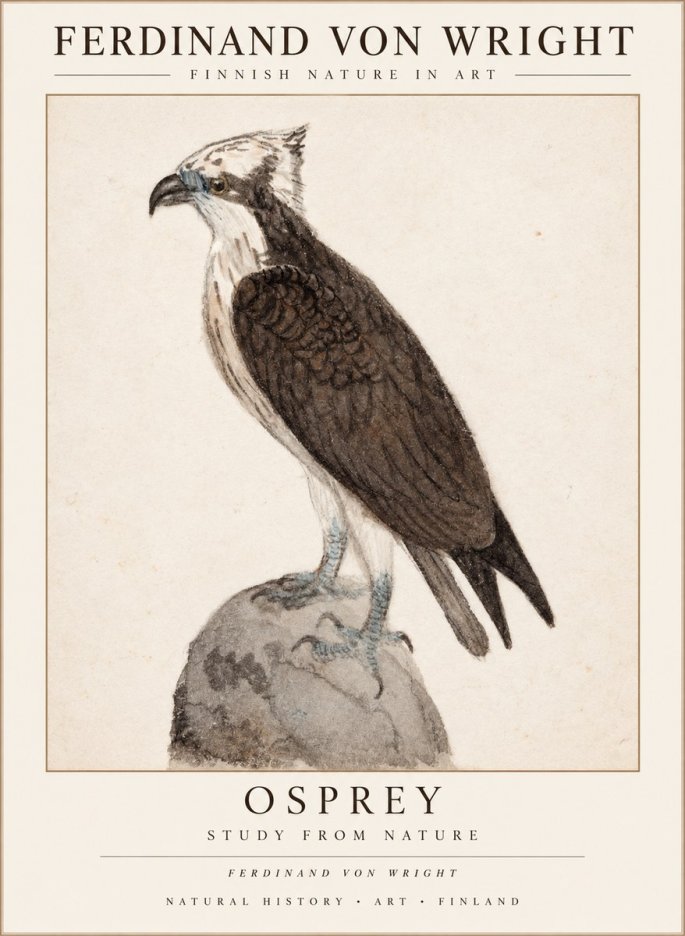 Ferdinand von Wright Osprey No3 - Poszter