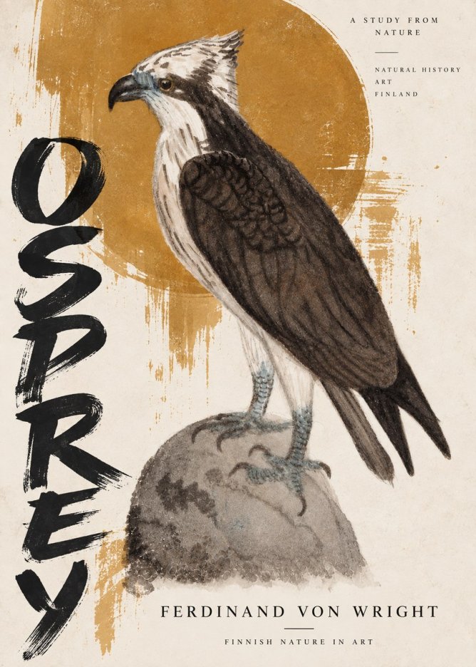 Ferdinand von Wright Osprey No5 - Poszter