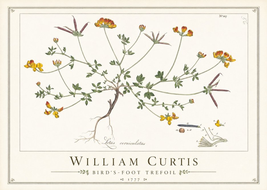 William Curtis Bird's-foot Trefoil No1 - Poszter