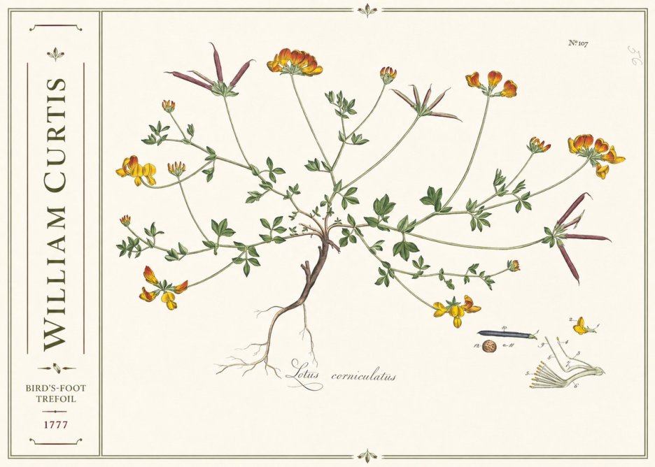 William Curtis Bird's-foot Trefoil No2 - Poszter