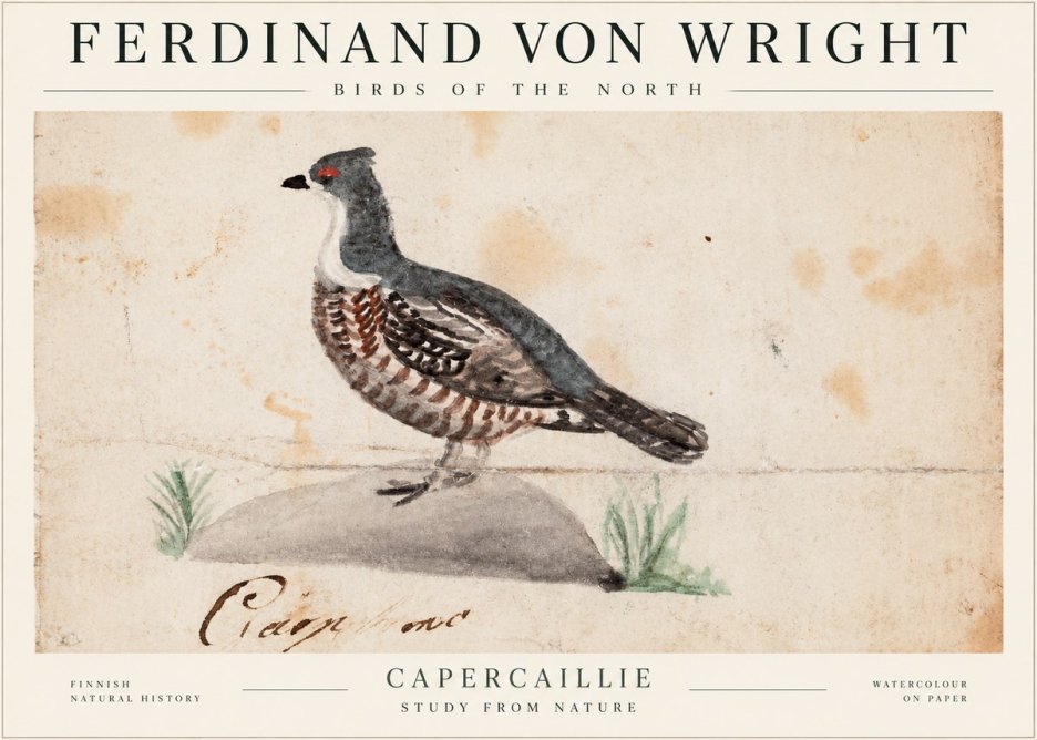 Ferdinand von Wright Grouse No2 - Poszter