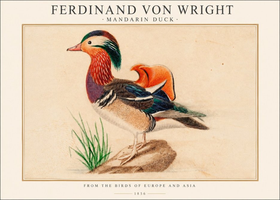 Ferdinand von Wright Mandarin Duck No1 - Poszter