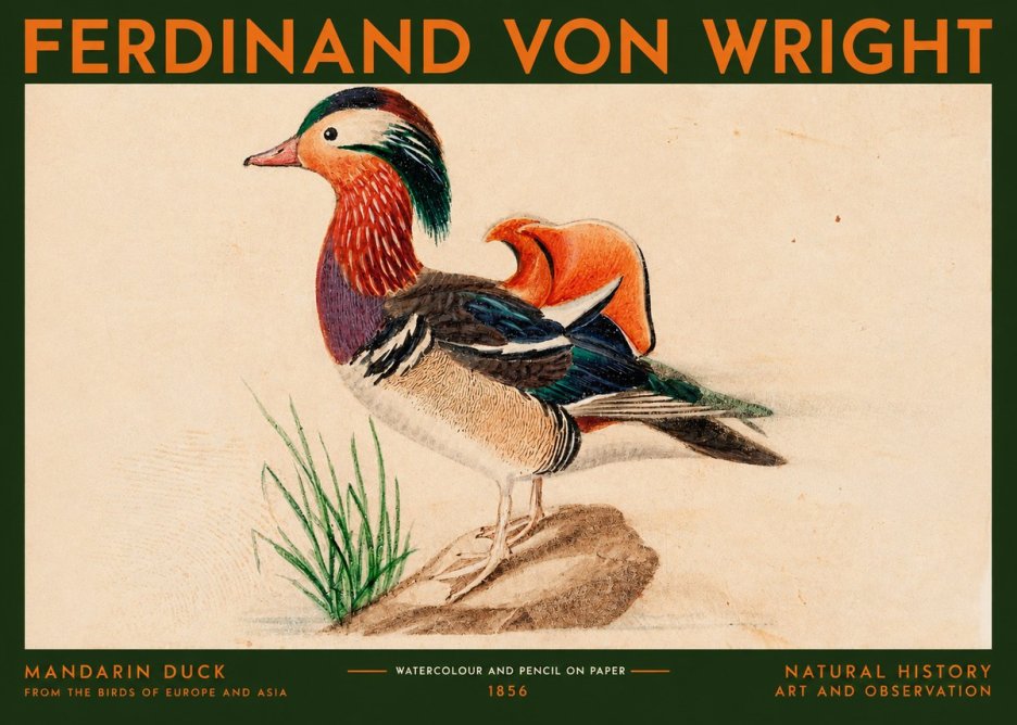 Ferdinand von Wright Mandarin Duck No2 - Poszter