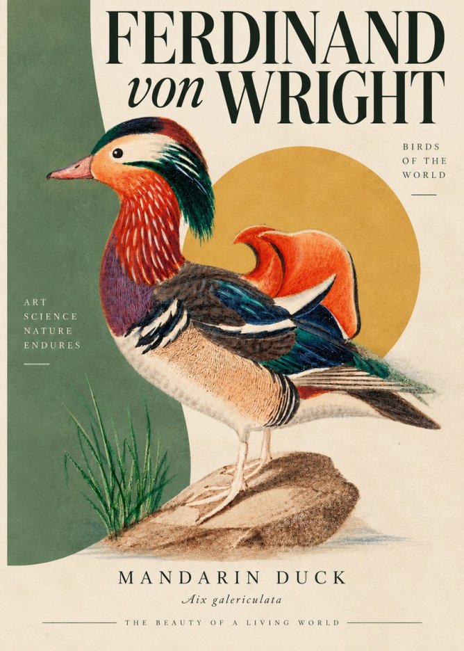 Ferdinand von Wright Mandarin Duck No5 - Poszter