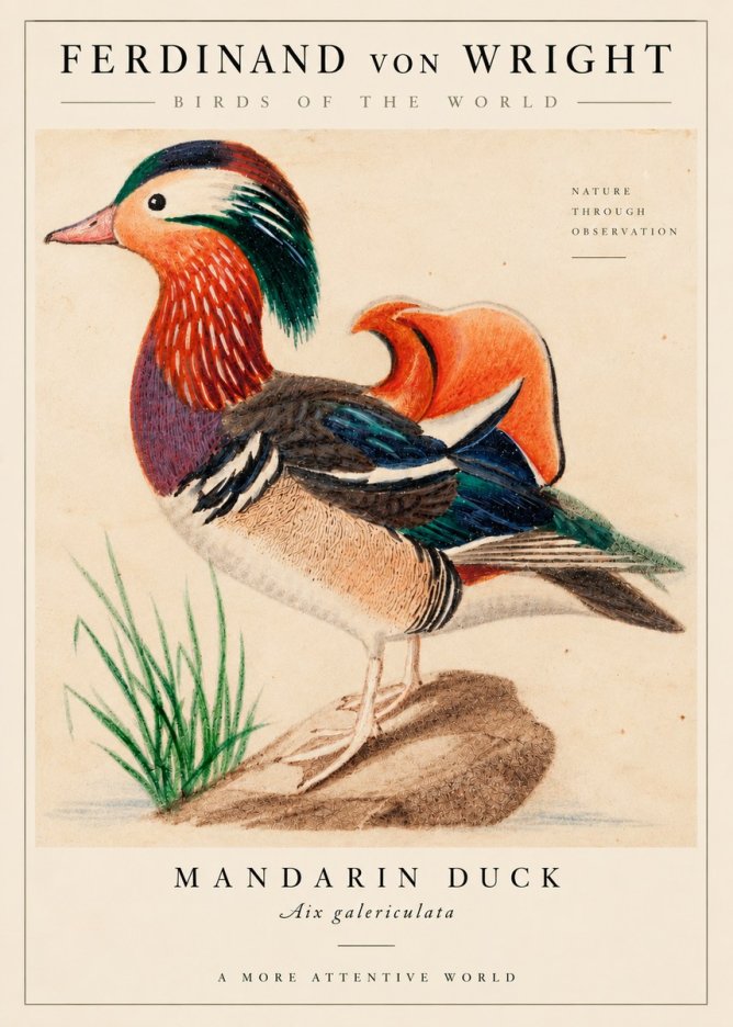 Ferdinand von Wright Mandarin Duck No6 - Poszter