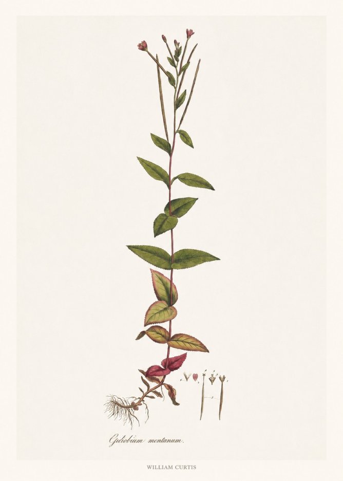 William Curtis Epilobium Montanum. No6 - Poszter