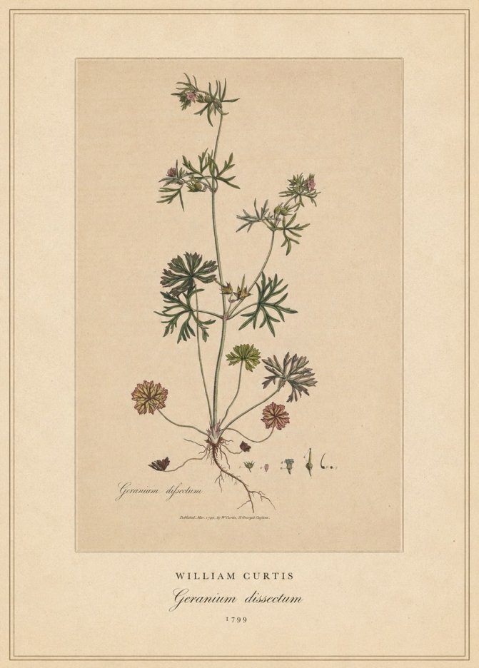 William Curtis Geranium Dissectum II No4 - Poszter