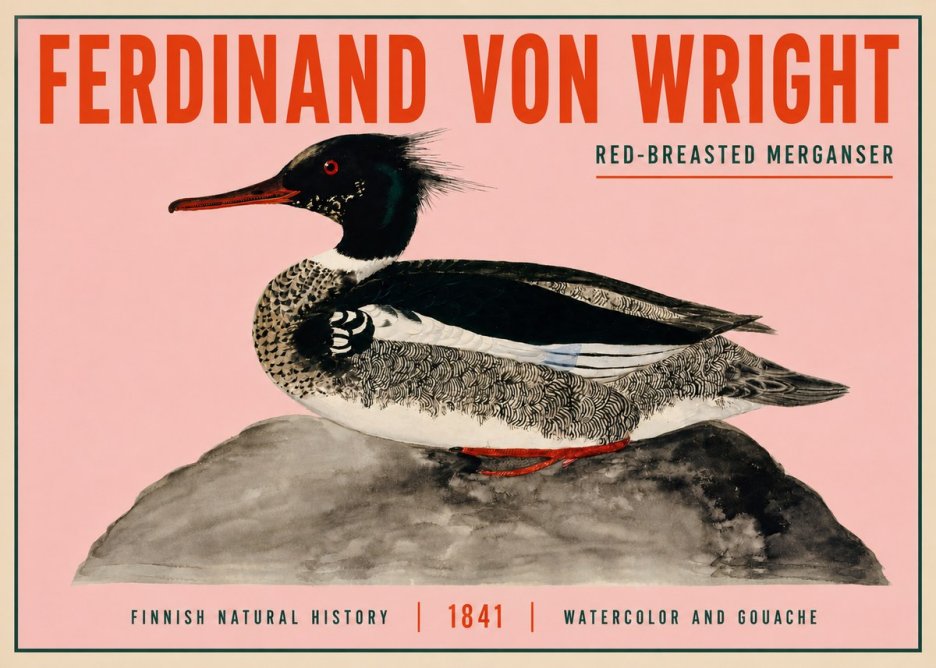 Ferdinand von Wright Red-breasted Merganser No3 - Poszter