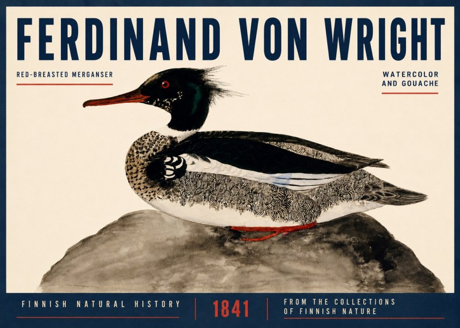 Ferdinand von Wright Red-breasted Merganser No4 - Poszter
