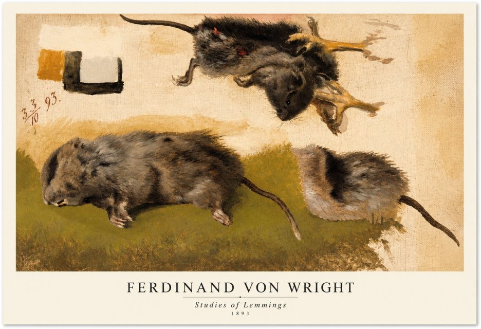 Ferdinand von Wright Studies of Lemmings No1 - Poszter