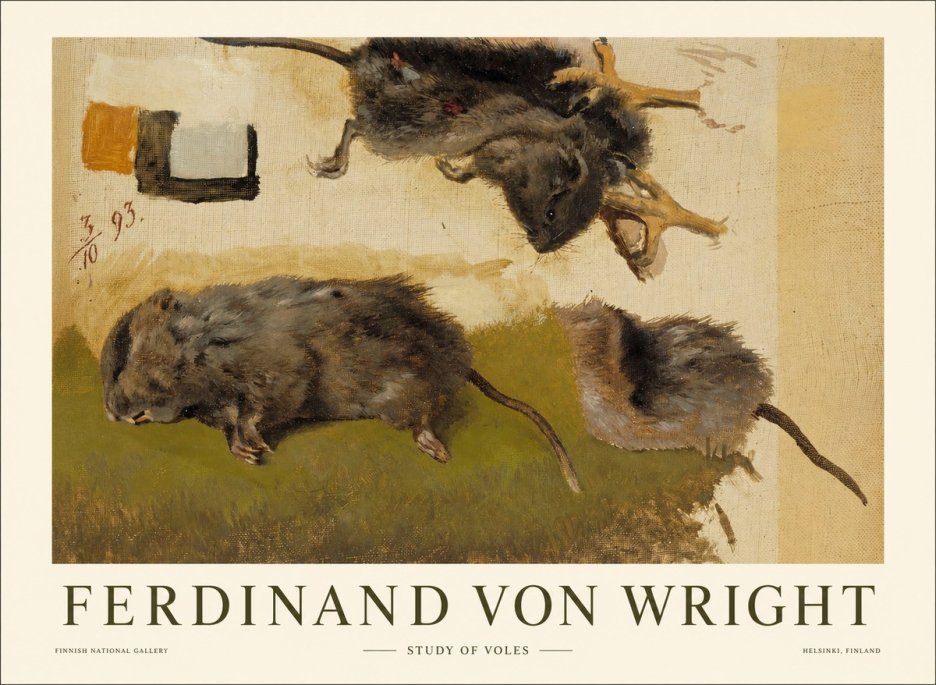 Ferdinand von Wright Studies of Lemmings No2 - Poszter