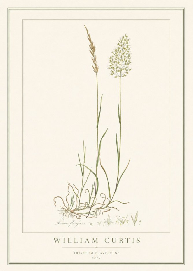 William Curtis Trisetum Flavescens III No1 - Poszter