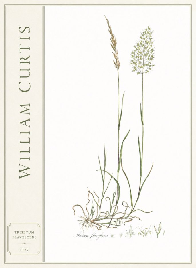 William Curtis Trisetum Flavescens III No2 - Poszter