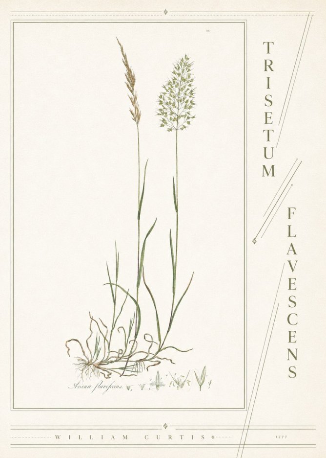 William Curtis Trisetum Flavescens III No4 - Poszter