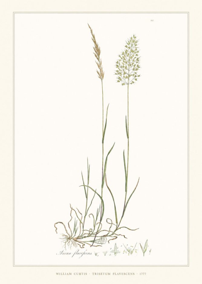 William Curtis Trisetum Flavescens III No6 - Poszter