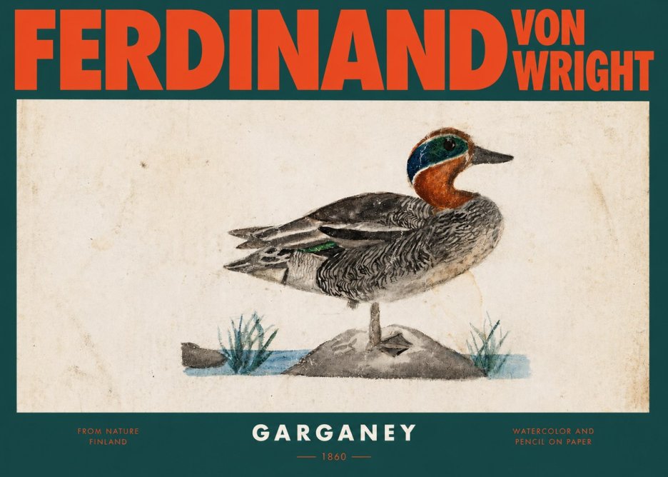 Ferdinand von Wright Garganey No2 - Poszter