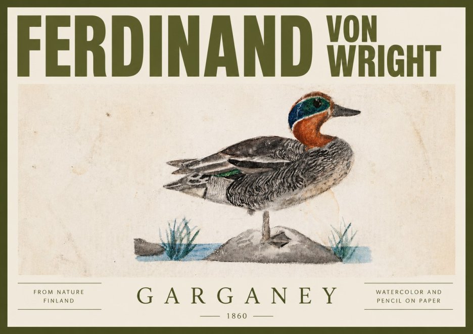Ferdinand von Wright Garganey No4 - Poszter