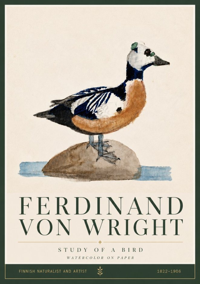 Ferdinand von Wright Study of a Bird No5 - Poszter