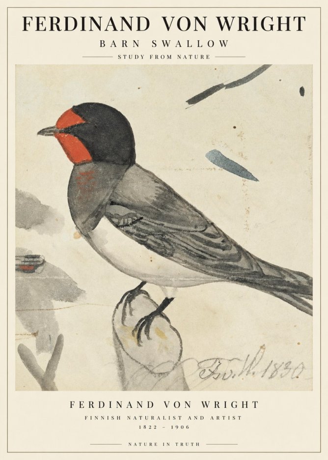 Ferdinand von Wright The Swallow No3 - Poszter