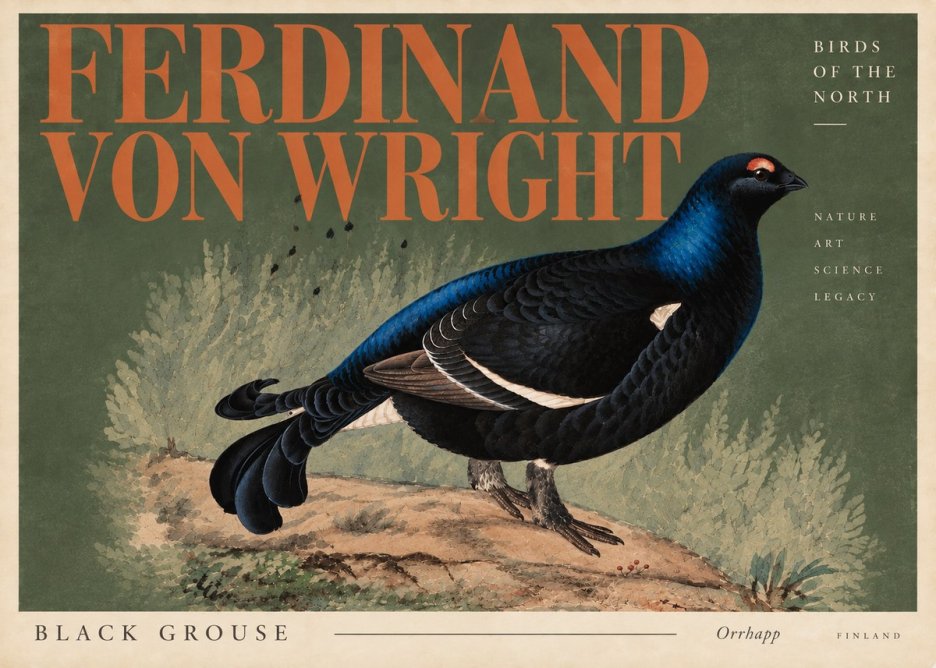 Ferdinand von Wright Black Grouse No6 - Poszter