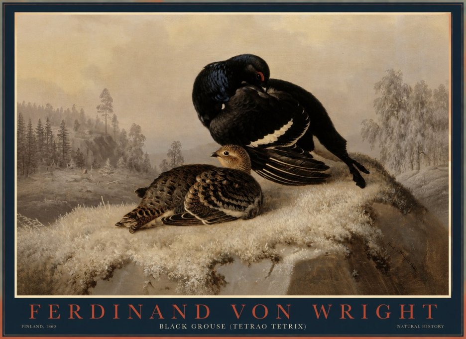 Ferdinand von Wright Black Grouse (Tetrao Tetrix) No1 - Poszter