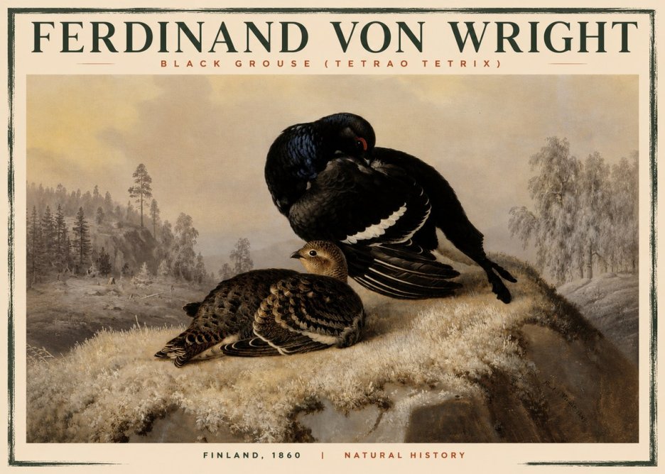 Ferdinand von Wright Black Grouse (Tetrao Tetrix) No2 - Poszter