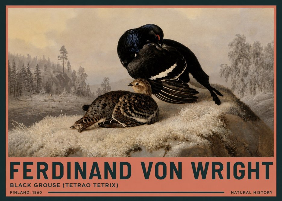 Ferdinand von Wright Black Grouse (Tetrao Tetrix) No3 - Poszter