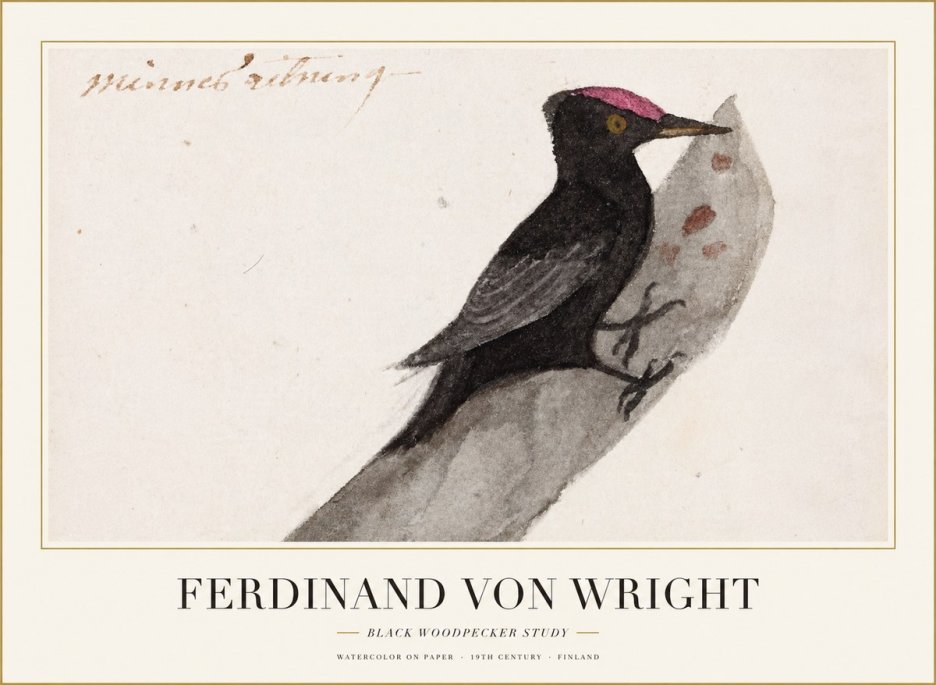 Ferdinand von Wright Black Woodpecker Study No1 - Poszter