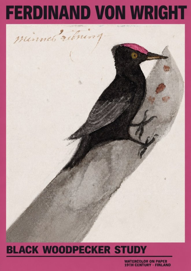 Ferdinand von Wright Black Woodpecker Study No2 - Poszter