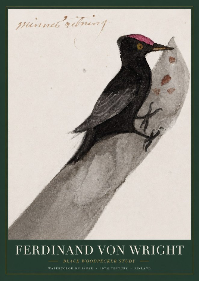 Ferdinand von Wright Black Woodpecker Study No3 - Poszter