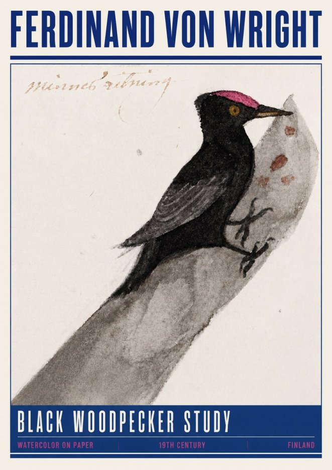 Ferdinand von Wright Black Woodpecker Study No4 - Poszter