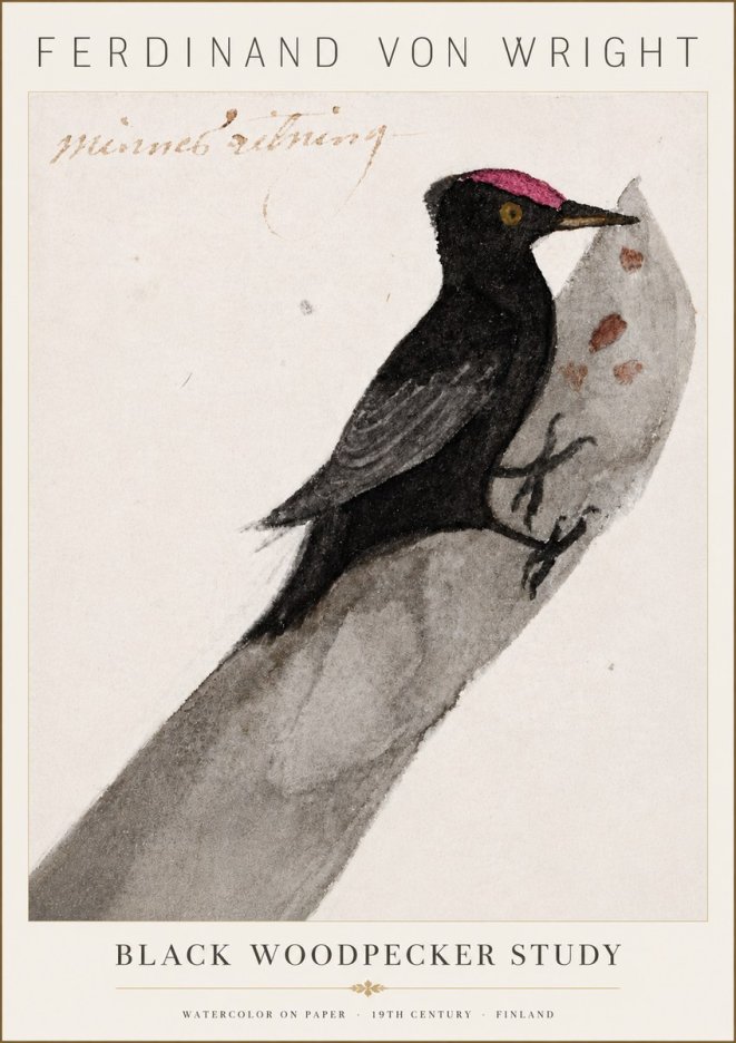 Ferdinand von Wright Black Woodpecker Study No6 - Poszter