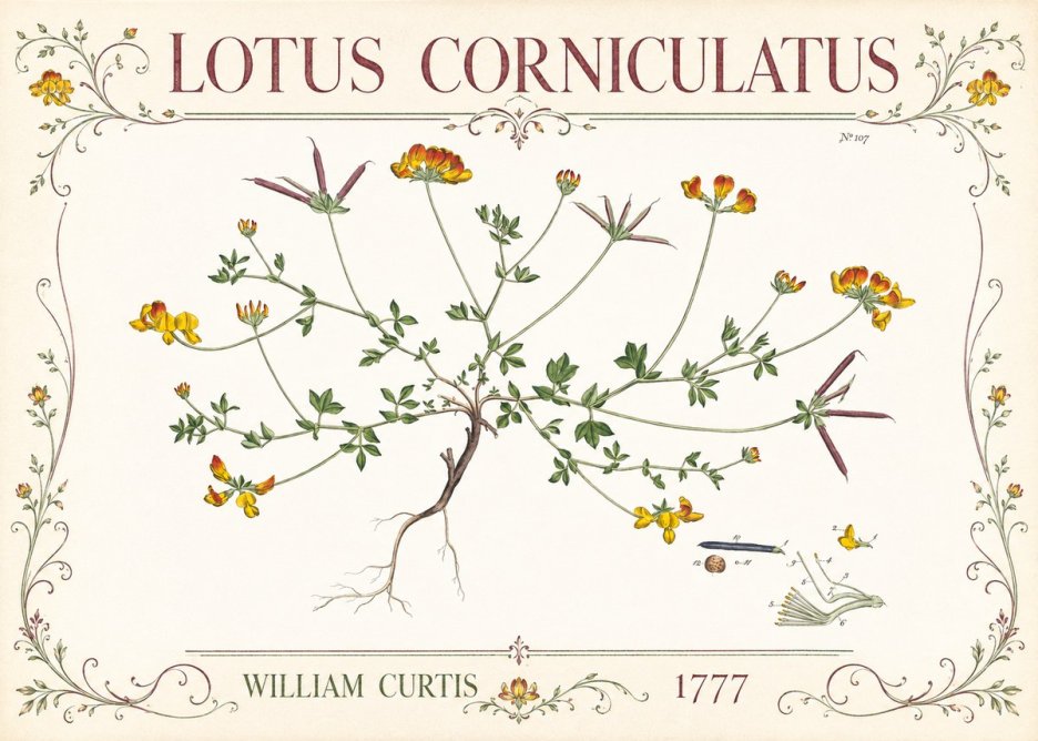 William Curtis Lotus Corniculatus III No3 - Poszter
