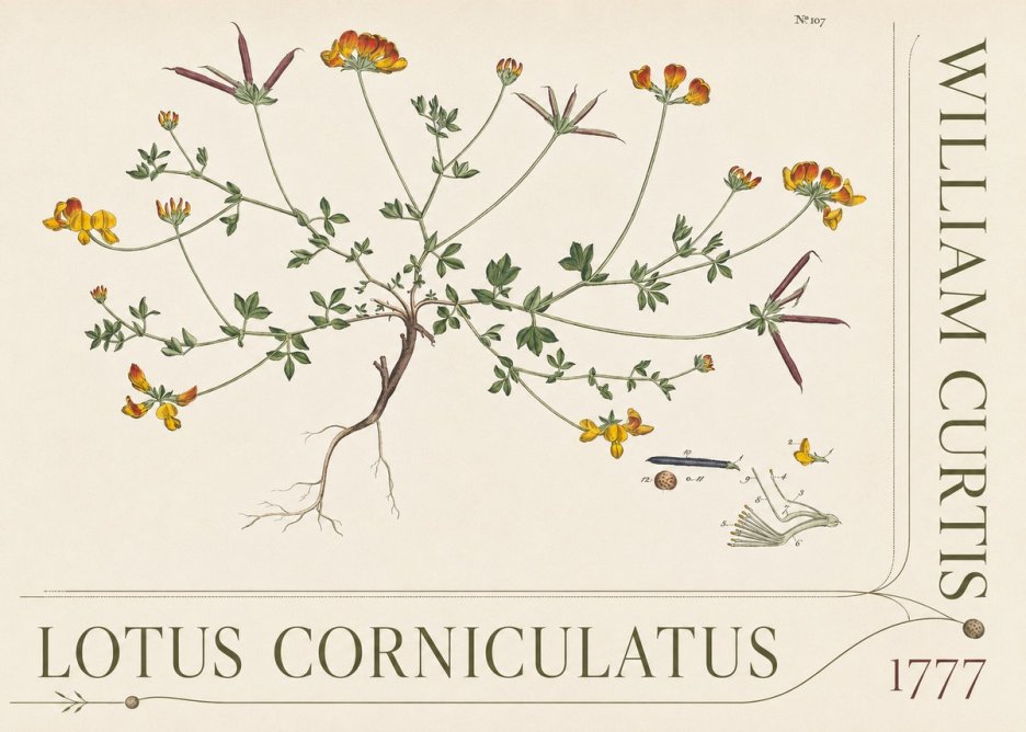 William Curtis Lotus Corniculatus III No5 - Poszter