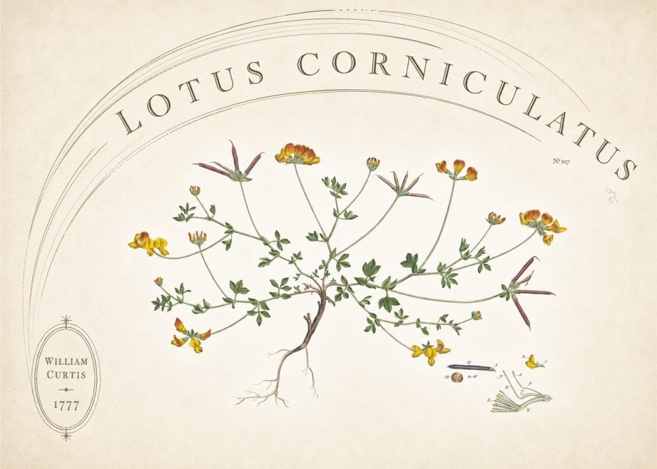 William Curtis Lotus Corniculatus III No6 - Poszter